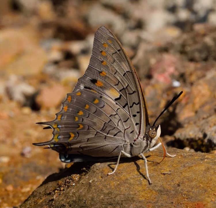 Black rajah (Charaxes solon)