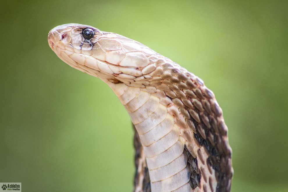 King Cobra