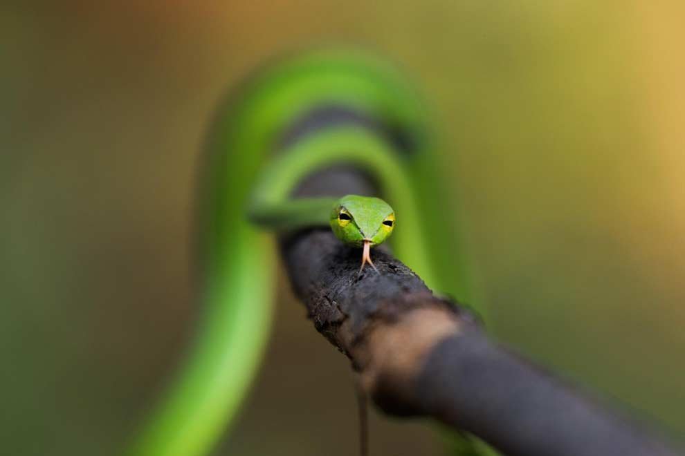 Great Vine snake