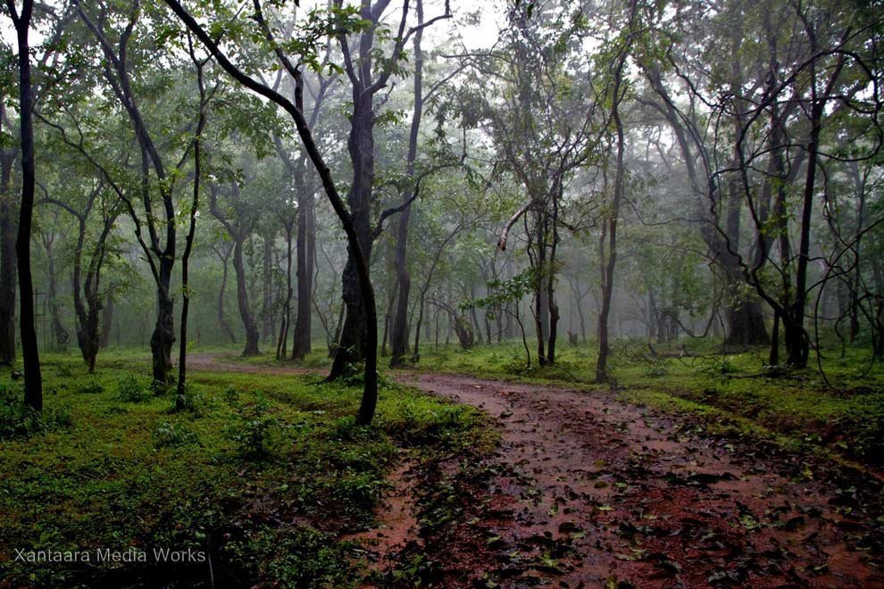 Jungle During Monsoon in Goa